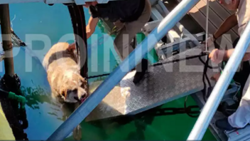 Καβάλα: Άνδρας κλώτσησε αδέσποτο σκύλο και τον έριξε στη θάλασσα!