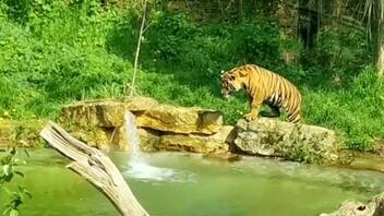 Νεαρές τίγρεις μαθαίνουν κολύμπι για πρώτη φορά