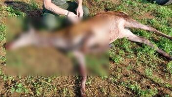Με σκάγια στο σώμα του εντοπίστηκε νεκρό ελάφι στην Κερκίνη 