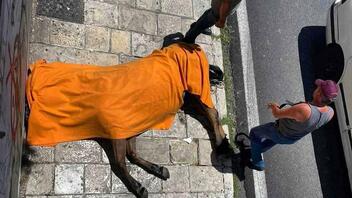 Κέρκυρα: Άλογο άφησε την τελευταία του πνοή στο δρόμο, ενώ έσερνε άμαξα