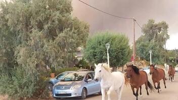 Θλιβερές εικόνες στη Ρόδο: Άλογα τρέχουν να σωθούν από την πύρινη λαίλαπα!