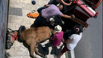 Κέρκυρα: Ελεύθερος υπό όρους ο αμαξάς για τον θάνατο του αλόγου