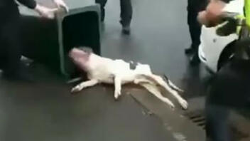 Σάλος στη Βρετανία: Αστυνομικοί ακινητοποίησαν σκύλο με τέιζερ – Τι απαντούν οι Αρχές