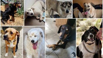 Καταφύγιο «Fazoo»: Τα 8 σκυλάκια που διασώθηκαν από τη φωτιά στο Λαγονήσι, αναζητούν οικογένειες