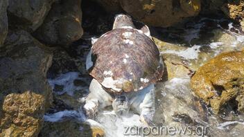 Νεκρή θαλάσσια χελώνα στο Ενετικό Λιμάνι των Χανίων 