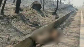 ΥΠΑΑΤ: Συνολικά 50.000 ελαιόδεντρα και 2.500 ζώα «χάθηκαν» από τη φωτιά στη Ρόδο