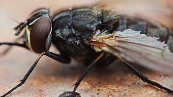 Πως να απαλλάξεις το σπίτι σου από τις μύγες