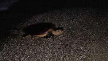 Χελώνα "επισκέφθηκε" για δεύτερη νύχτα την ίδια παραλία