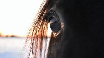Απολογείται σήμερα ο 30χρονος Βολιώτης για το πνιγμένο άλογο