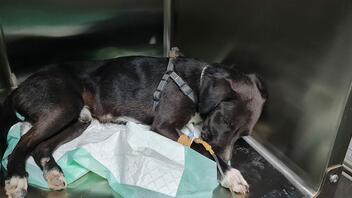 Αδιανόητη κτηνωδία: Έδεσαν γεννητικά όργανα σκύλου με tire up- Βίντεο