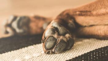 Κτηνωδία στις Σέρρες: Σκότωσε εν ψυχρώ με καραμπίνα αδέσποτο σκύλο