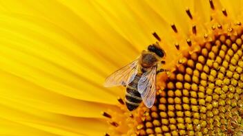 Πέντε πράγματα που ίσως δεν γνωρίζετε για τις μέλισσες