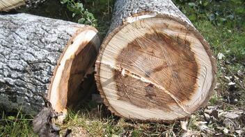 Νεκρός 42χρονος υλοτόμος – Τον καταπλάκωσε δέντρο