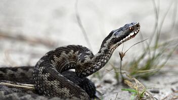Quiz: Τι ξέρεις για τα φίδια