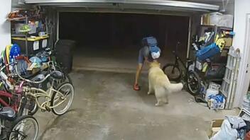 Διαρρήκτης κάνει ένα μικρό διάλειμμα για να παίξει με τον σκύλο του σπιτιού