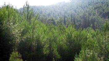 Πώς τα μεσογειακά δάση ξαναγεννιούνται από τις στάχτες τους