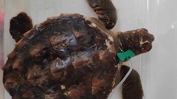 Ένα χελωνάκι Caretta Caretta... νοσηλεύεται στο Ενυδρείο Κρήτης!