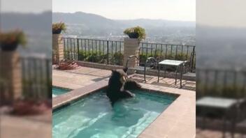 Αρκούδα βουτά σε πισίνα για να δροσιστεί - Δείτε βίντεο