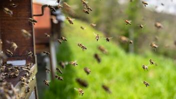 Καναδάς: Συναγερμός για 5 εκατομμύρια μέλισσες που έπεσαν από φορτηγό 