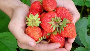Φράουλες: Τα 5 μεγάλα οφέλη για την υγεία μας