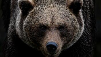 «Συνελήφθη» αρκούδα «διαρρήκτης» στην Καλιφόρνια 