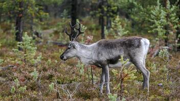 Η Νορβηγία προσπαθεί να σταματήσει τις δαπανηρές αποδράσεις των ταράνδων στη Ρωσία