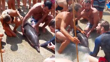 Νεκρό δελφίνι "ξεβράστηκε" στην Τήνο