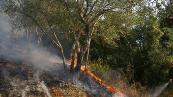 Υπό έλεγχο πυρκαγιά στην Αμφιτρίτη Αλεξανδρούπολης
