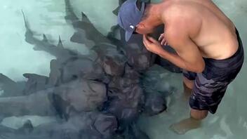 Ειδικός εκπαιδευτής υπενθυμίζει σε μωρά καρχαρίες να... μη δαγκώνουν