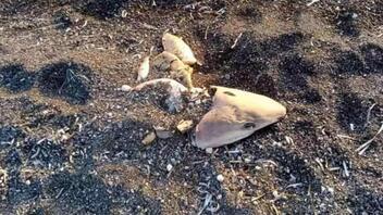 Καρχαρίας ξεβράστηκε σε παραλία της Σαντορίνης
