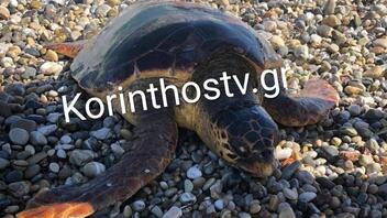 Κορινθία: Δεύτερη νεκρή χελώνα καρέτα-καρέτα μέσα λίγες ώρες σε παραλία