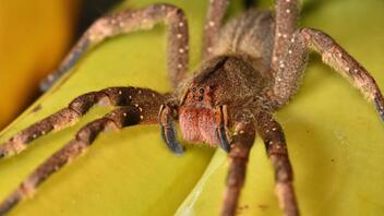 Αράχνη- «δηλητήριο» στη μάχη κατά της στυτικής δυσλειτουργίας