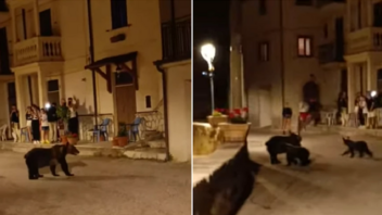 Ιταλία: Πυροβόλησαν και σκότωσαν τη διάσημη αρκούδα Amarena