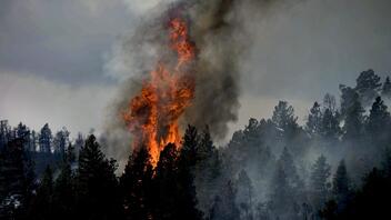Καταστολή πυρκαγιών: Τι λέει δασολόγος για την φωτιά στον Έβρο - Βίντεο