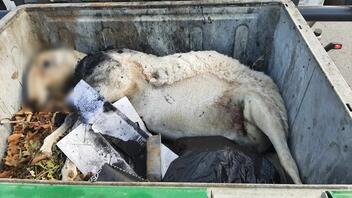 Απερίγραπτο: Νεκρά ζώα σε κάδους απορριμμάτων στο Ηράκλειο- Φωτογραφίες