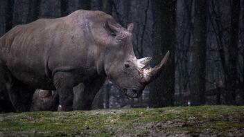 Νεκρή εργαζόμενη σε ζωολογικό κήπο της Αυστρίας μετά από επίθεση ρινόκερου