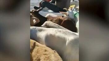 Κακοκαιρία Daniel: Σε απόγνωση αγρότες και κτηνοτρόφοι στον θεσσαλικό κάμπο
