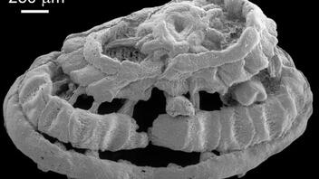 Ανακαλύφθηκε παράξενο πλάσμα ηλικίας 535 εκατομμυρίων ετών 