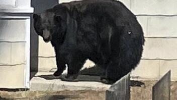 ΗΠΑ: Η αρκούδα που «έκλεψε» λαζάνια μέσα από καταψύκτη -βίντεο