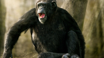 Οι θηλυκοί χιμπατζήδες περνούν εμμηνόπαυση