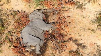 Λύθηκε μετά από τρία χρόνια το μυστήριο του θανάτου των 350 ελεφάντων στη Μποτσουάνα