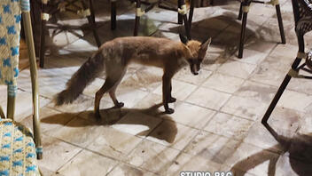 Αλεπού κάνει βόλτες σε καφετέριες του Ναυπλίου