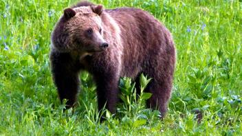 Καναδάς: Αρκούδα γκρίζλι επιτέθηκε και σκότωσε δύο περιπατητές 