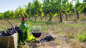 ΚΕΟΣΟΕ: Μειωμένη κατά 24,85% προβλέπεται η φετινή παραγωγή κρασιού