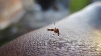 Το πρόγραμμα ψεκασμών για την καταπολέμηση των κουνουπιών στην ΠΕ Ρεθύμνου