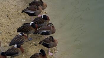 Γαλλία: Εμβολιάζουν τις πάπιες - σώζουν το foie gras