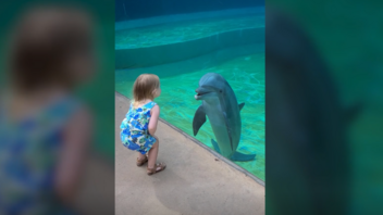 Ο «διάλογος» ενός δελφινιού με κοριτσάκι σε ενυδρείο στις ΗΠΑ