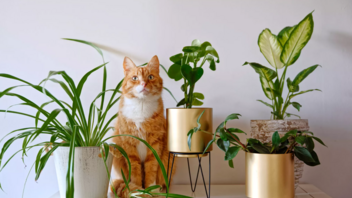 Το φυτό που έχετε όλοι στο σπίτι: Πόσο ασφαλές είναι για τη γάτα σας