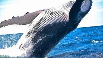Αυστραλία: Φάλαινα ανέτρεψε βάρκα – Ένας νεκρός