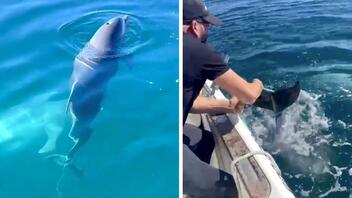 Ψαράδες σώζουν μωρό δελφίνι από βέβαιο θάνατο